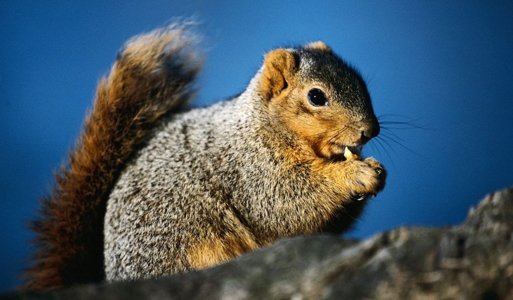 Sales Lessons from a Squirrel