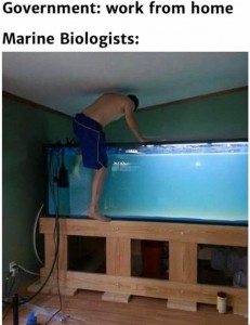 marine biologist working from home